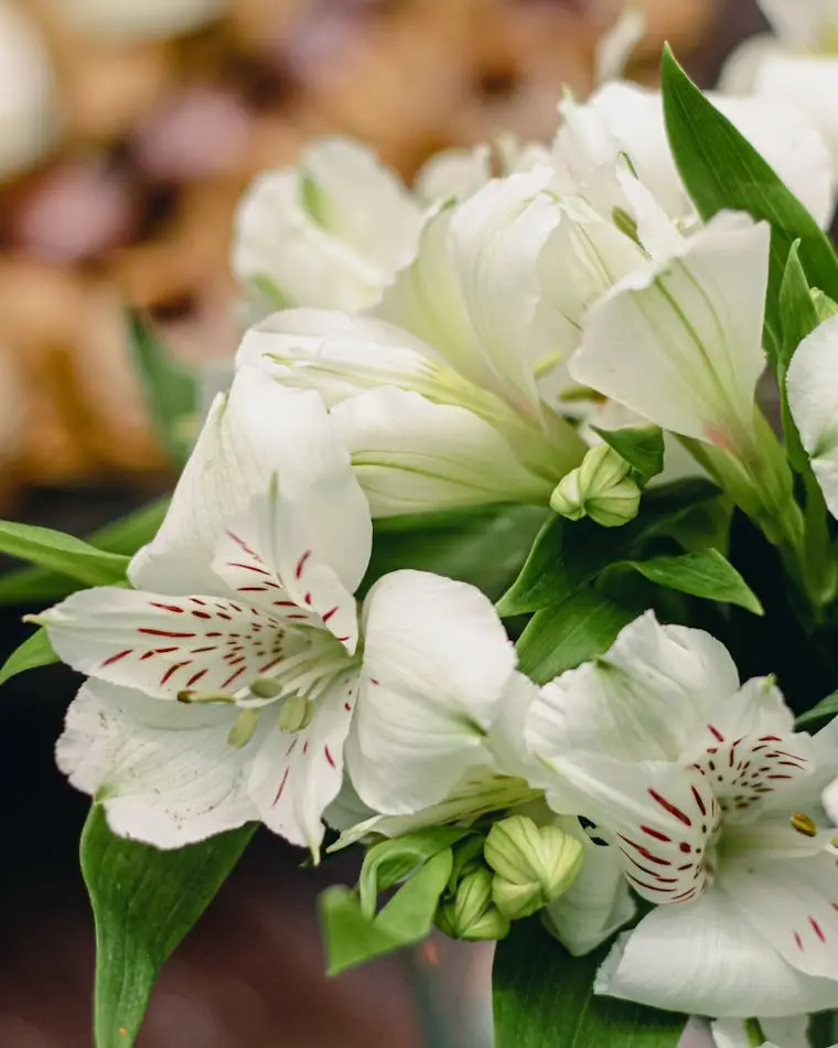 A gentle bouquet of white alstroemeria